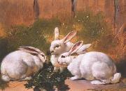 unknow artist Rabbit 072 oil painting picture wholesale